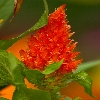 Orange flower close up flowe show arrangement