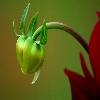 Dahlia flower with bud macro close up