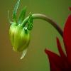 bud of Dalhia flower with out of focus flower