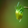 Dalhia bud close up using Tamron 70-300 on Canon 20D