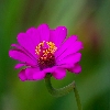 Daira flower close up
