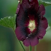 Ladies finger flower close up