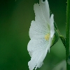 White ladies finger flower close up