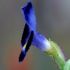 Wishbone Flower Torenia fournieri macro stacking 150mm macro Canon 30D