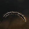 Stalk