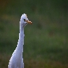 Egret close up