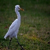 Egret walking