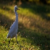 Egret evening back light