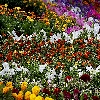 Colorful flowers