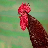 Rooster, red colour