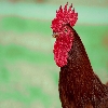 Red colour rooster
