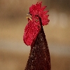 Rooster opening mouth