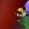 Focus stacking of wild flower macro