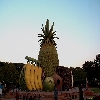Fruits at NTR Park 