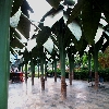 Trees - not real at NTR Park