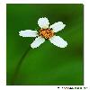 Macro flower