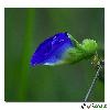 Macro flower