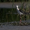 blackwinged stilt 01