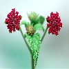 CZM software to create more depth using focus stacking