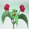 Flower macro stacked image from three photos