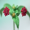 Focus stacking using Combine ZM software