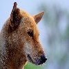 Face of a dog shot with Tamron 70-300 on 30D during early morning