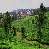 Green Plantation near Ooty valley on the way to Coonoor