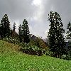 Green grass and snow mountains