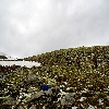 Snow and tree during trekking