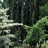 regent park