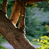 Lampton park