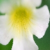 macro white flower with yellow at the center