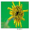 Marigold