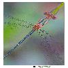 Damselflies