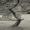 Kew garden