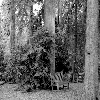Kew garden