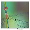 Damselflies