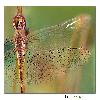 Dragonfly wings