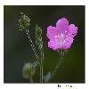 Wild flower