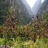 Apple tree on the way to Gangotri 