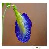 Wild flower