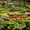 Colorful flowers on the way to Badrinath Dham 