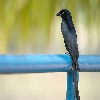 Portrait of Black Drongo bird  close up