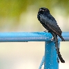 Portrait of Black Drongo bird  Canon 100-400 L IS on 20D