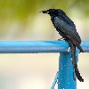 Black Drongo shot from Canon 100-400 L IS on 20D
