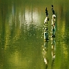 Little cormorant sitting at the middle of a pond