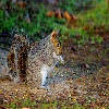 squirrel