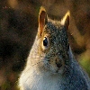 squirrel