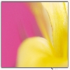Macro flower abstract with yellow and pink colors