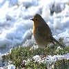 bird shot